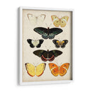 Las Mariposas Se Muestran Iii - Vision Studio | Cuadro decorativo de Canvas Lab