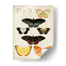 Las Mariposas Se Muestran Iii - Vision Studio | Cuadro decorativo de Canvas Lab