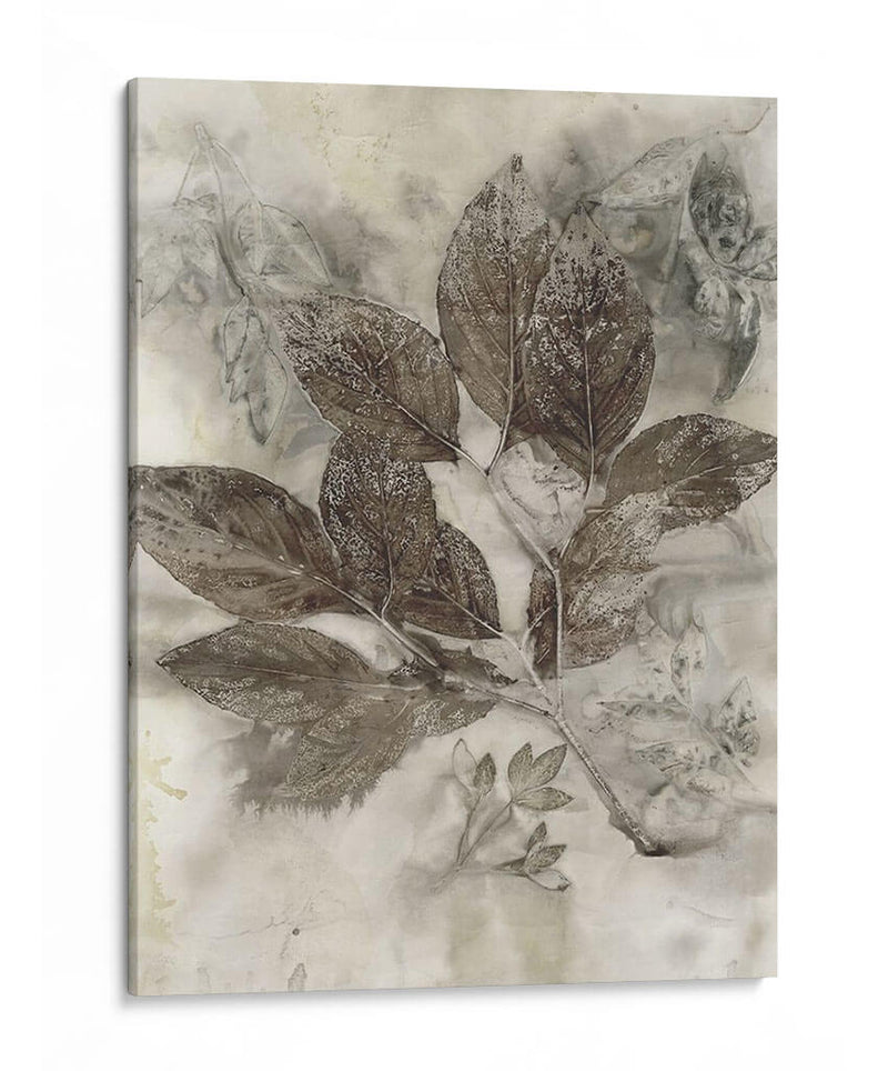 Hojas De Cornejo Ii - Robert Settle | Cuadro decorativo de Canvas Lab