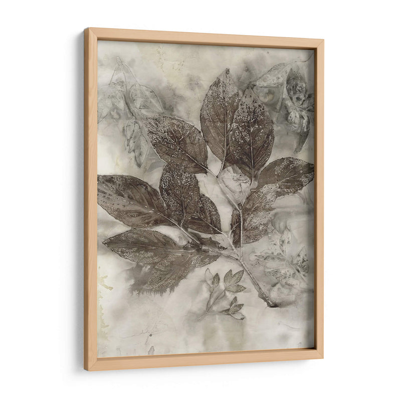 Hojas De Cornejo Ii - Robert Settle | Cuadro decorativo de Canvas Lab