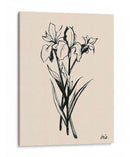 Iris Sketch Ii - Grace Popp | Cuadro decorativo de Canvas Lab