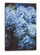 Hortensias azules | Cuadro decorativo de Canvas Lab