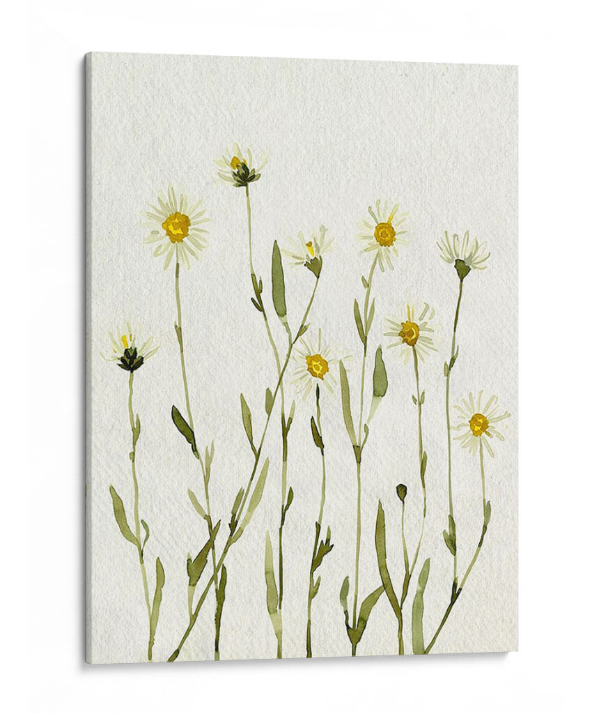 Margaritas Antiguas Blancas Ii - Gerard Paul Deshayes | Cuadro decorativo de Canvas Lab