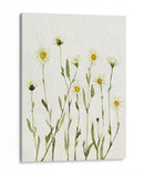 Margaritas Antiguas Blancas Ii - Gerard Paul Deshayes | Cuadro decorativo de Canvas Lab