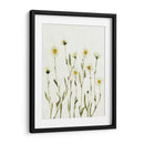 Margaritas Antiguas Blancas Ii - Gerard Paul Deshayes | Cuadro decorativo de Canvas Lab