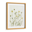 Margaritas Antiguas Blancas Ii - Gerard Paul Deshayes | Cuadro decorativo de Canvas Lab