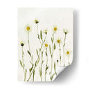 Margaritas Antiguas Blancas Ii - Gerard Paul Deshayes | Cuadro decorativo de Canvas Lab