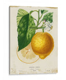 Limón Francés I - Studio W | Cuadro decorativo de Canvas Lab