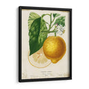 Limón Francés I - Studio W | Cuadro decorativo de Canvas Lab