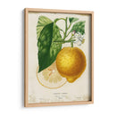 Limón Francés I - Studio W | Cuadro decorativo de Canvas Lab