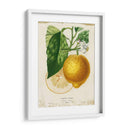 Limón Francés I - Studio W | Cuadro decorativo de Canvas Lab