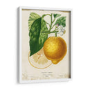 Limón Francés I - Studio W | Cuadro decorativo de Canvas Lab