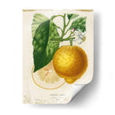 Limón Francés I - Studio W | Cuadro decorativo de Canvas Lab