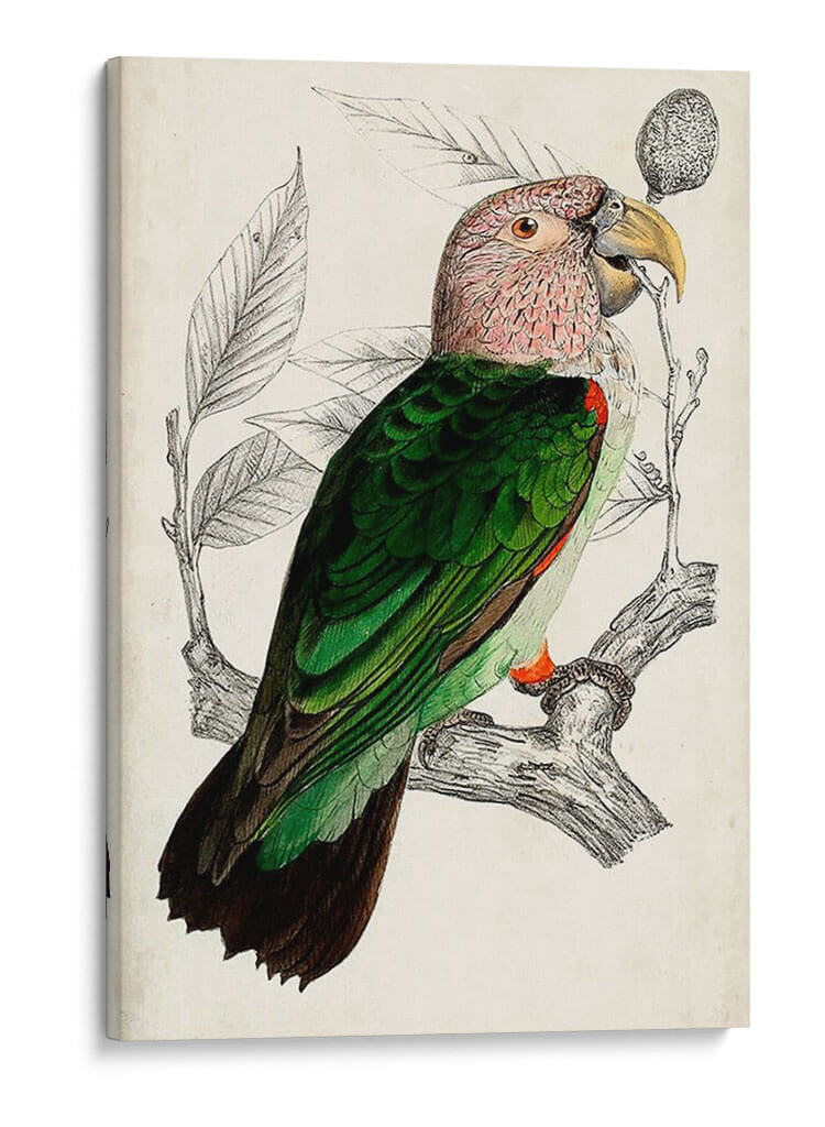 Pareja De Loros Antiguos I | Cuadro decorativo de Canvas Lab