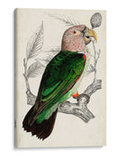 Pareja De Loros Antiguos I | Cuadro decorativo de Canvas Lab