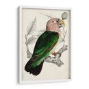 Pareja De Loros Antiguos I | Cuadro decorativo de Canvas Lab