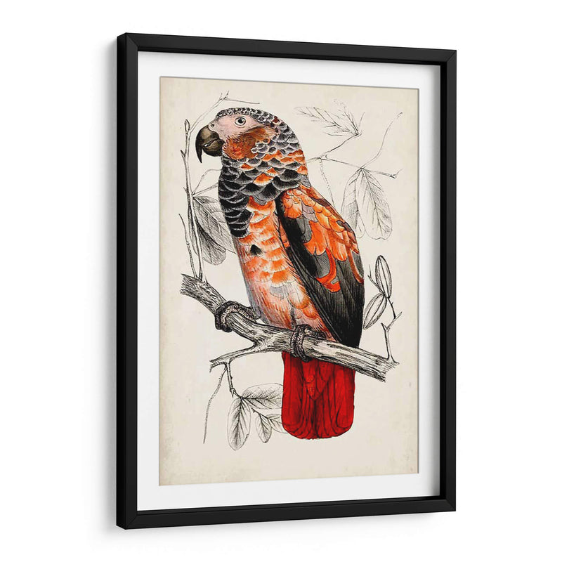 Par De Loros Antiguos Ii | Cuadro decorativo de Canvas Lab