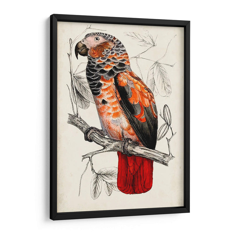 Par De Loros Antiguos Ii | Cuadro decorativo de Canvas Lab