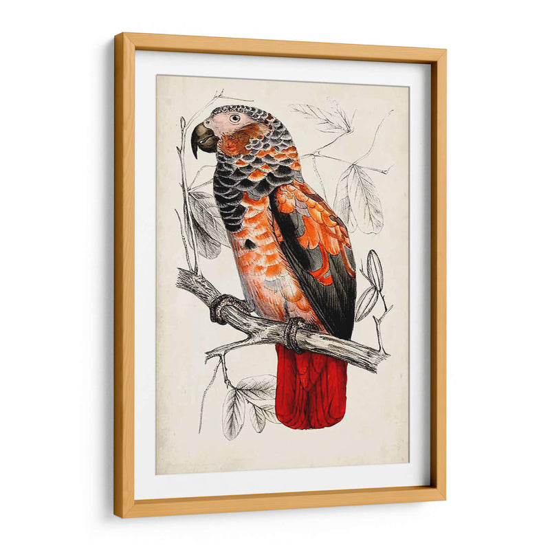 Par De Loros Antiguos Ii | Cuadro decorativo de Canvas Lab