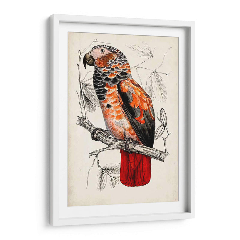 Par De Loros Antiguos Ii | Cuadro decorativo de Canvas Lab