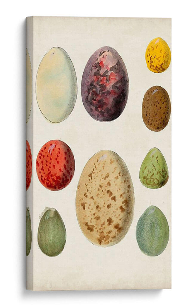 Huevos De Pájaro Antiguos I | Cuadro decorativo de Canvas Lab