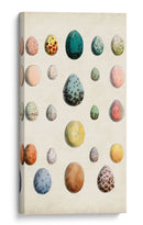 Huevos De Aves Antiguos Ii | Cuadro decorativo de Canvas Lab
