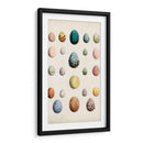 Huevos De Aves Antiguos Ii | Cuadro decorativo de Canvas Lab