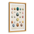 Huevos De Aves Antiguos Ii | Cuadro decorativo de Canvas Lab