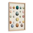 Huevos De Aves Antiguos Ii | Cuadro decorativo de Canvas Lab