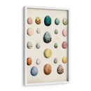 Huevos De Aves Antiguos Ii | Cuadro decorativo de Canvas Lab