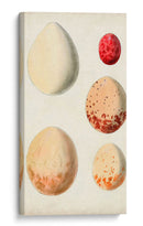 Huevos De Aves Antiguos Iii | Cuadro decorativo de Canvas Lab