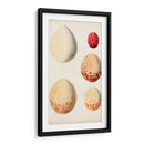 Huevos De Aves Antiguos Iii | Cuadro decorativo de Canvas Lab