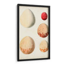 Huevos De Aves Antiguos Iii | Cuadro decorativo de Canvas Lab