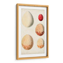 Huevos De Aves Antiguos Iii | Cuadro decorativo de Canvas Lab