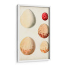 Huevos De Aves Antiguos Iii | Cuadro decorativo de Canvas Lab