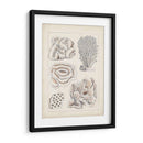 Coral Blanco Antiguo I - Vision Studio | Cuadro decorativo de Canvas Lab