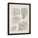 Coral Blanco Antiguo I - Vision Studio | Cuadro decorativo de Canvas Lab