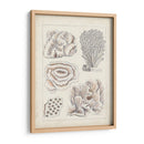 Coral Blanco Antiguo I - Vision Studio | Cuadro decorativo de Canvas Lab