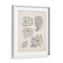 Coral Blanco Antiguo I - Vision Studio | Cuadro decorativo de Canvas Lab