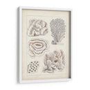 Coral Blanco Antiguo I - Vision Studio | Cuadro decorativo de Canvas Lab