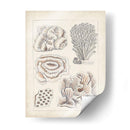 Coral Blanco Antiguo I - Vision Studio | Cuadro decorativo de Canvas Lab