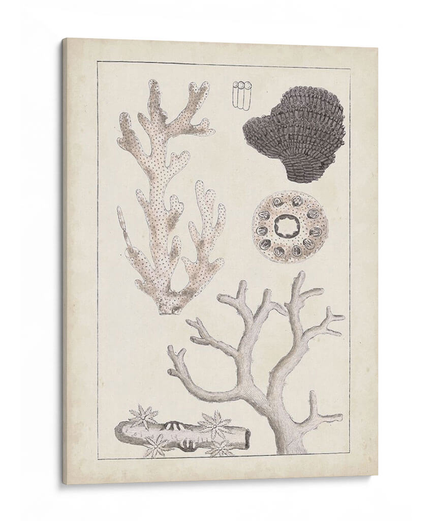 Antiguo Coral Blanco Ii - Vision Studio | Cuadro decorativo de Canvas Lab