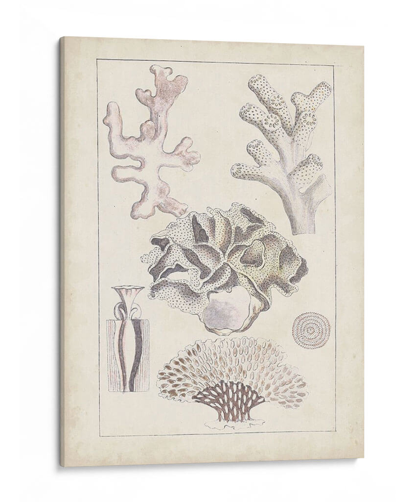 Antiguo Coral Blanco Iv - Vision Studio | Cuadro decorativo de Canvas Lab