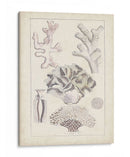 Antiguo Coral Blanco Iv - Vision Studio | Cuadro decorativo de Canvas Lab
