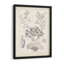 Antiguo Coral Blanco Iv - Vision Studio | Cuadro decorativo de Canvas Lab