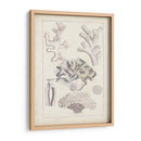 Antiguo Coral Blanco Iv - Vision Studio | Cuadro decorativo de Canvas Lab