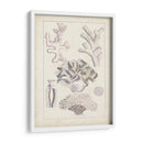 Antiguo Coral Blanco Iv - Vision Studio | Cuadro decorativo de Canvas Lab