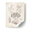 Antiguo Coral Blanco Iv - Vision Studio | Cuadro decorativo de Canvas Lab