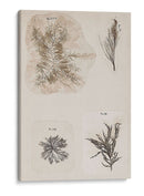 Collage De Coral Iii - Vision Studio | Cuadro decorativo de Canvas Lab