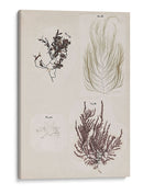 Collage De Coral Iv - Vision Studio | Cuadro decorativo de Canvas Lab
